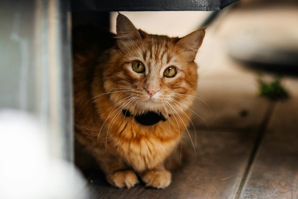 Meilleure litière pour chatons : avantages des différents types sur le marché