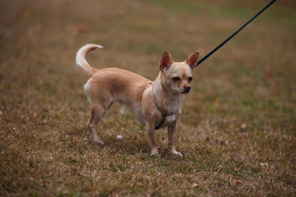 Découvrez votre coffret de rhum et de whisky idéal