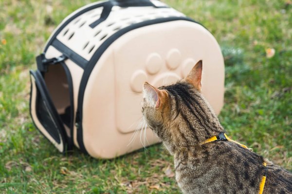 Quels sont les avantages des sacs à dos pour chats pour les propriétaires de chats ?