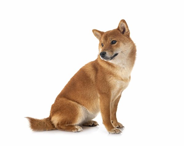 Adopter un Shiba Inu : ce qu'il faut retenir avant tout