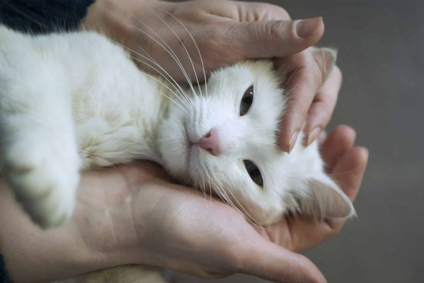 Quels mystères cachent ces êtres fascinants que sont les animaux ?