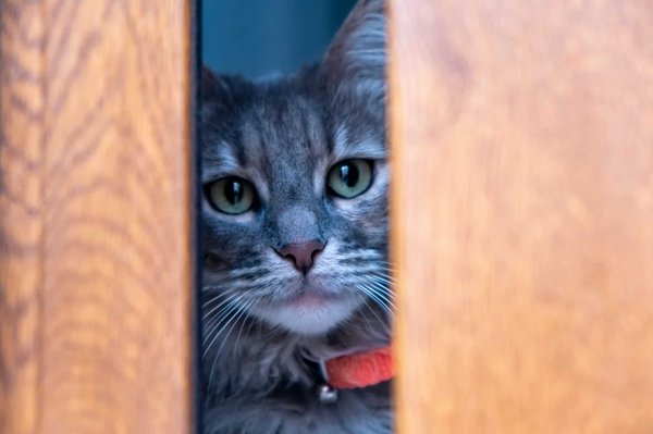 Pet Tech : Meilleur collier GPS sans abonnement pour chats