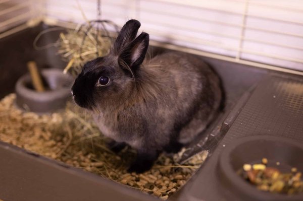 Comment nourrir facilement son lapin ?