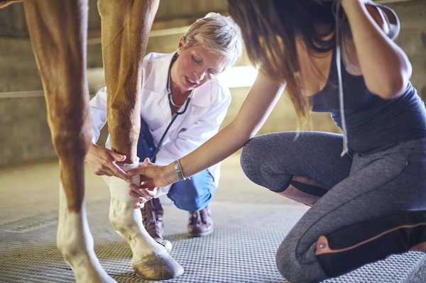 Comment Arthri calme équin se compare-t-il aux autres remèdes contre les douleurs articulaires du cheval ?