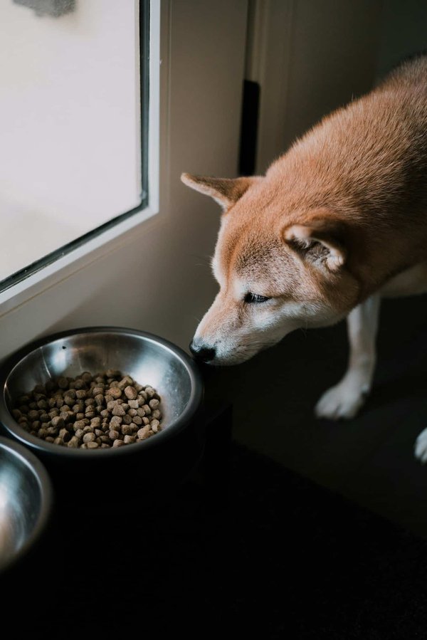 Carnilove : Une marque d'excellence pour les compagnons canins exigeants.