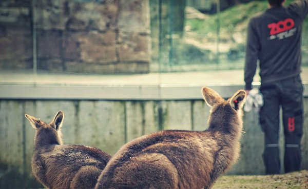 Découverte inoubliable au Zoo de Vincennes