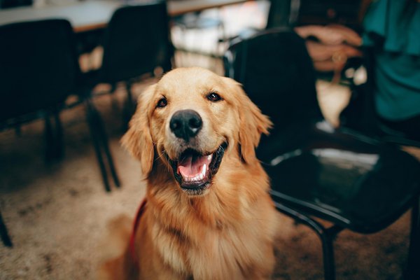 Golden retriever de 40 kg : un compagnon tendre et dynamique