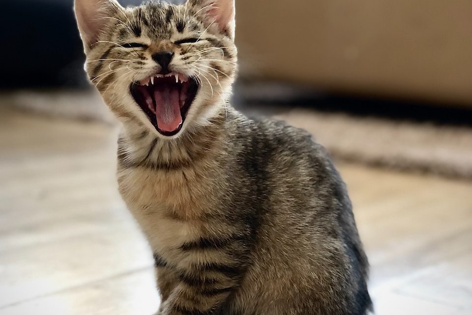 silver tabby kitten on floor