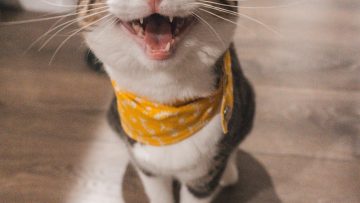 Quand lave-t-on un chat ?